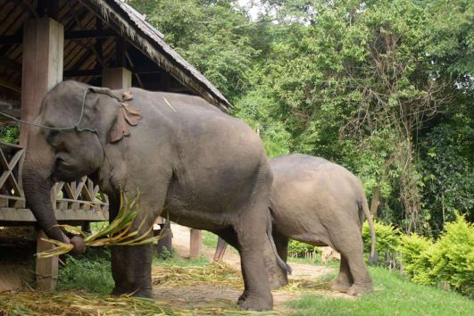Sayaboury elephant camp